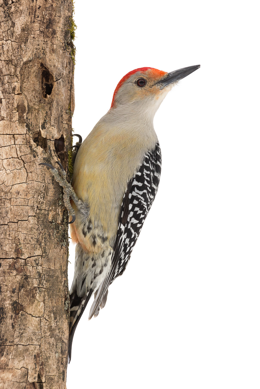 Red-bellied Woodpecker