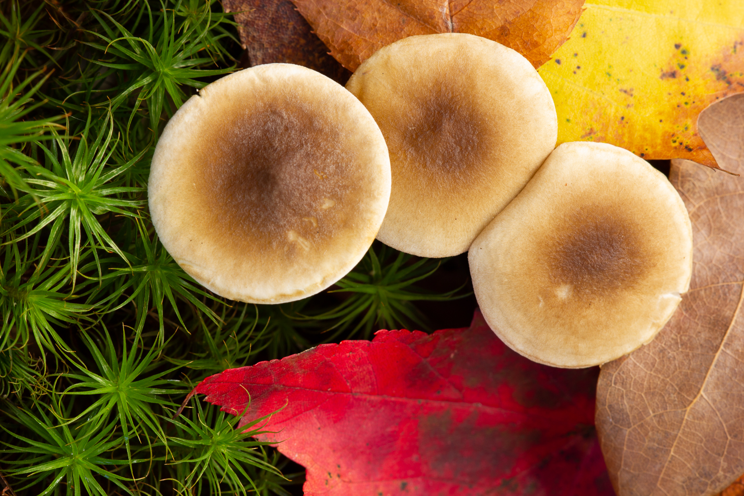 Fall Mushrooms